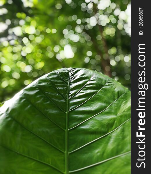 Green leaf with beautiful bokeh