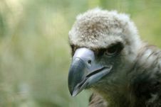 Griffon Vulture - Young Royalty Free Stock Photography Griffon Vulture - Young Royalty Free Stock Photography