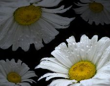 White Daisy S With Drops Of Wate Royalty Free Stock Image White Daisy S With Drops Of Wate Royalty Free Stock Image