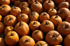 Pumpkin Patch Royalty Free Stock Photo Pumpkin Patch Royalty Free Stock Photo
