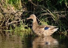 Mallard (Anas Platyrhynchos) Royalty Free Stock Images Mallard (Anas Platyrhynchos) Royalty Free Stock Images