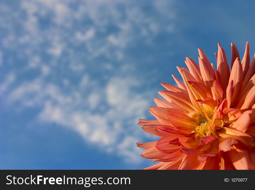 Dahlia on a background of the blue sky