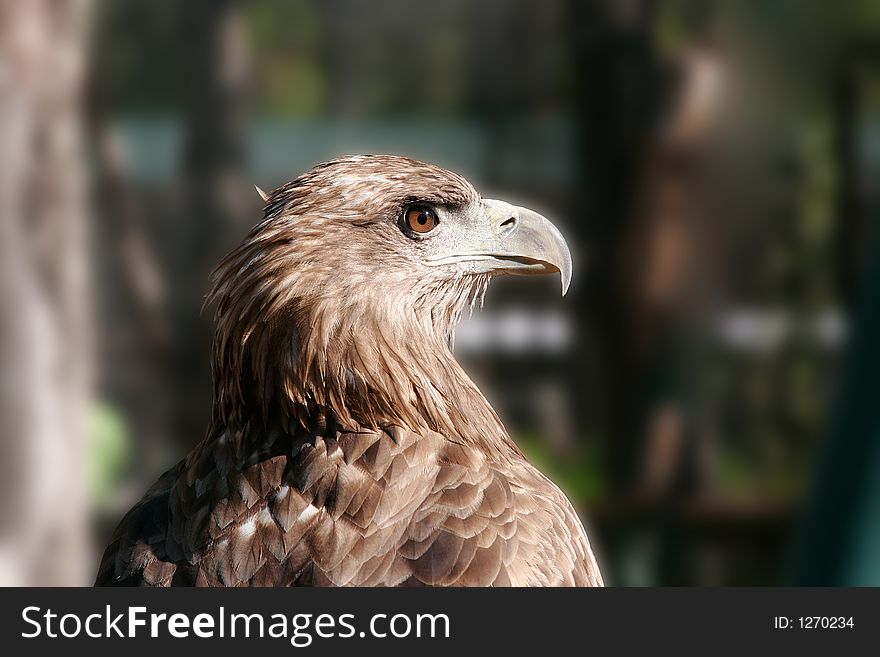 Head of a young eagle which looks afar