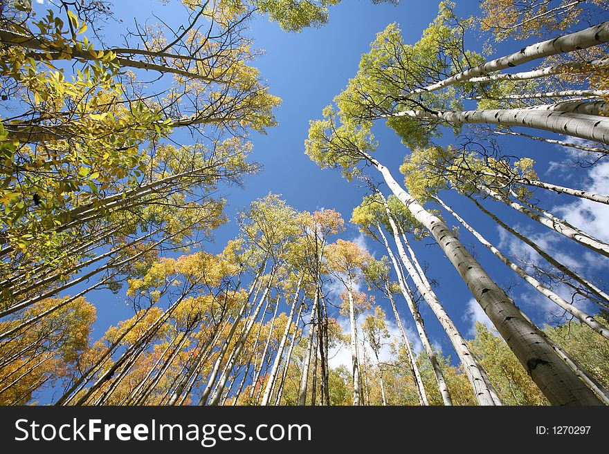 Towering Aspen Trees