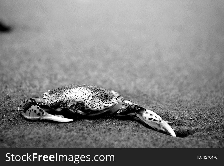 A crab on the beach in black and white