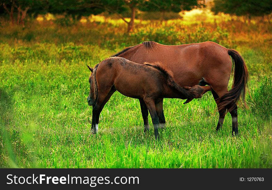 Couple of horses in a green open field