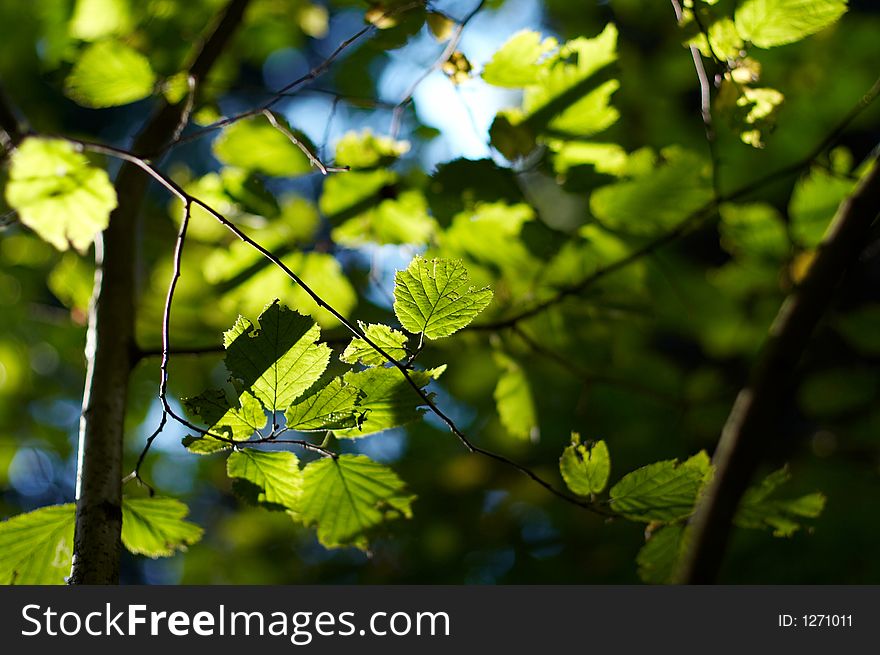 Green leaves with yellow sunshine