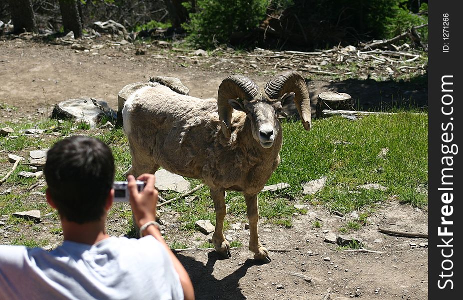 Boy takes picture of goat up close. Boy takes picture of goat up close.