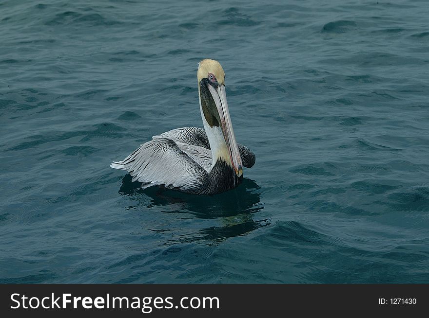 A Pelican in the ocean