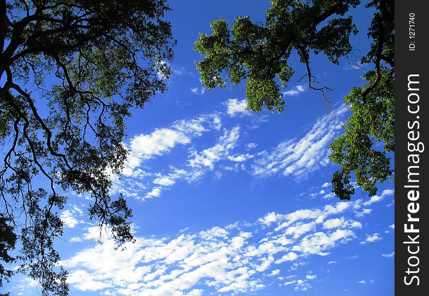 Beautiful trees set against a rich blue sky. Beautiful trees set against a rich blue sky.