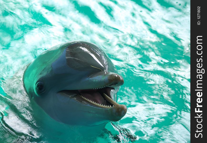 Clearwater Marine Aquarium Atlantic bottlenose dolphin (Tursiops truncatus) Nicholas