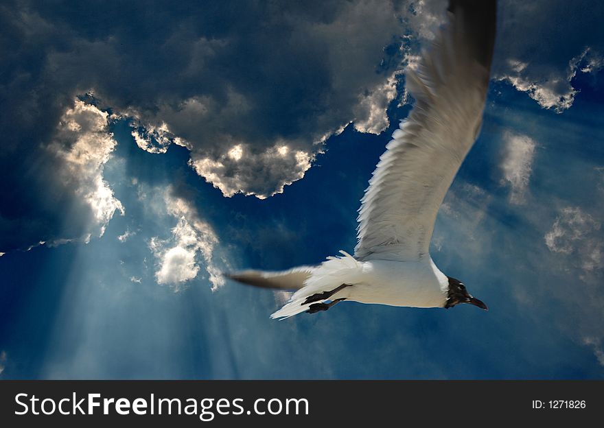 Seagull In The Blue Sky