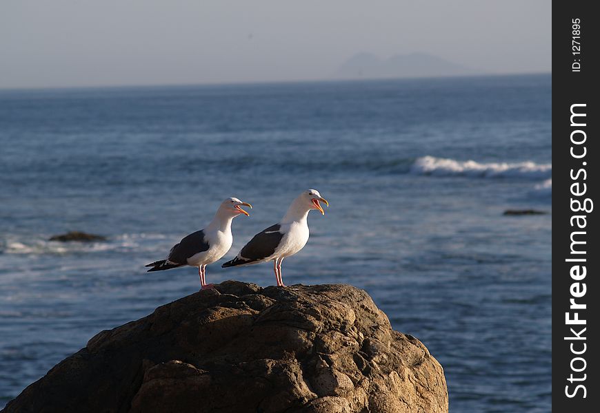 Pair Of Squaking Seagulls