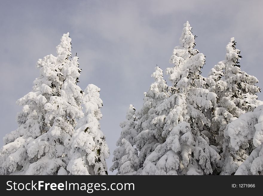 Deep snow hat on the firs