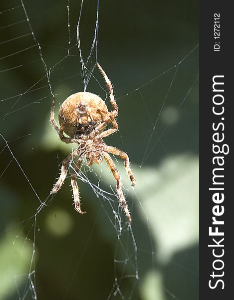 A view of a huge spider in his web. A view of a huge spider in his web
