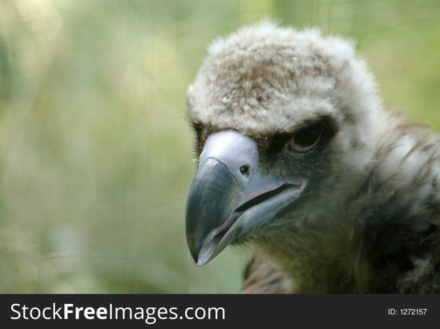 Portrait of young Griffon vulture (Gyps fulvus). Portrait of young Griffon vulture (Gyps fulvus)