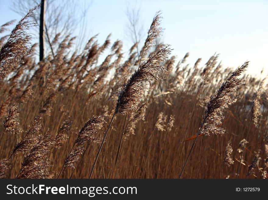 Reeds blowing in the wind