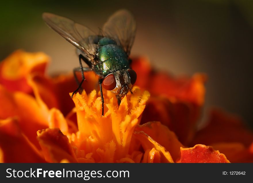 A green fly on a orange flower