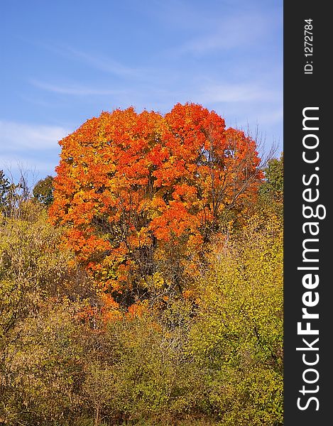 A large tree in fall changing color (orange and red) against a blue sky background. A large tree in fall changing color (orange and red) against a blue sky background.