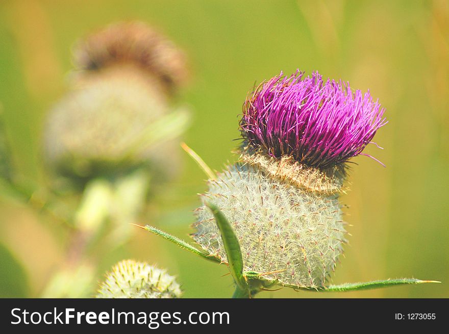 Hairy flower