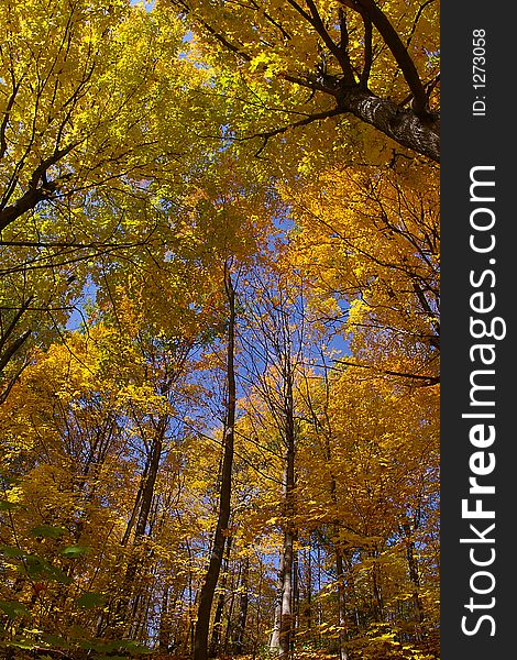 An upward wide-angle (semi-fisheye) view of trees in fall changing color against a blue sky background. An upward wide-angle (semi-fisheye) view of trees in fall changing color against a blue sky background.