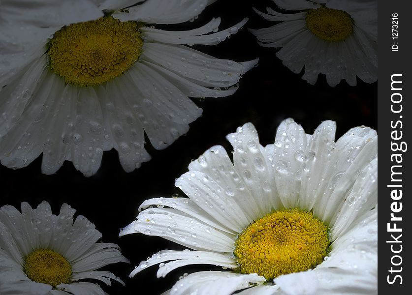 White daisy's with drops of water on black background