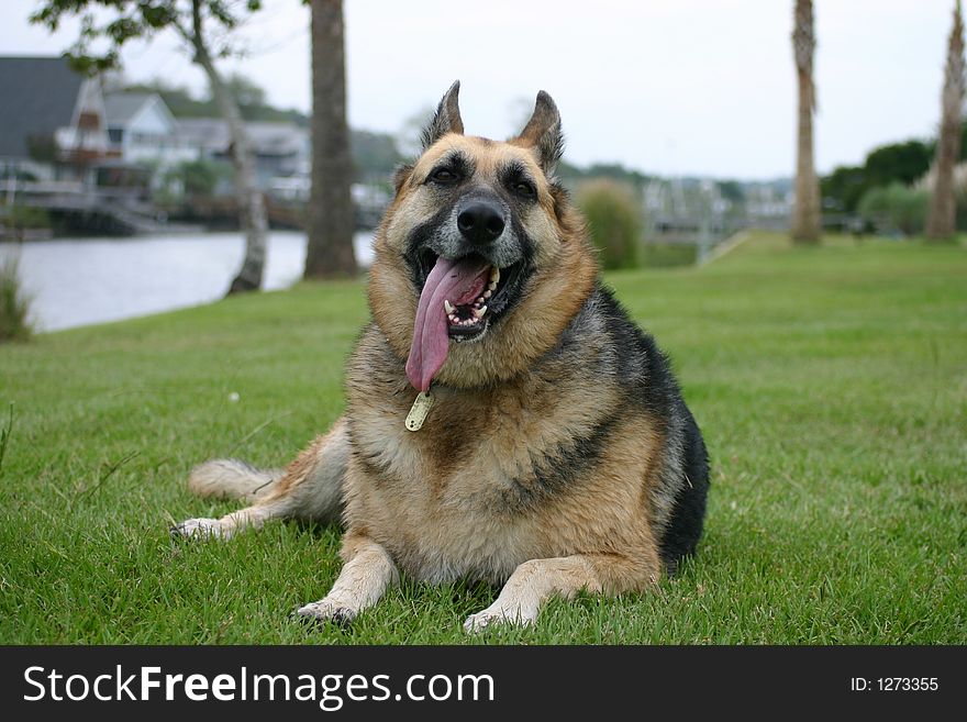 Black and tan german sheppard laying in the green grass panting. Black and tan german sheppard laying in the green grass panting