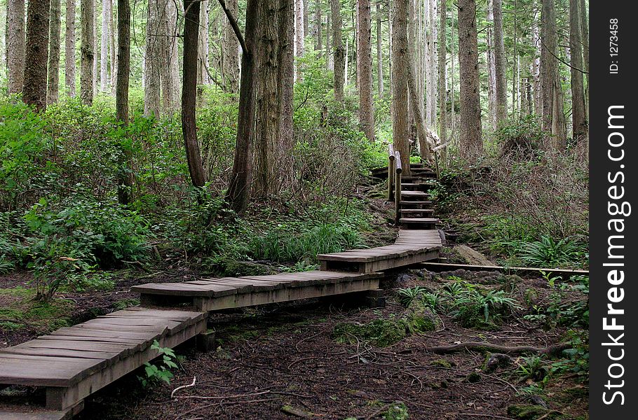 Walkway built through the Washington rainforest to the farmost point of the contiguous United States. Walkway built through the Washington rainforest to the farmost point of the contiguous United States