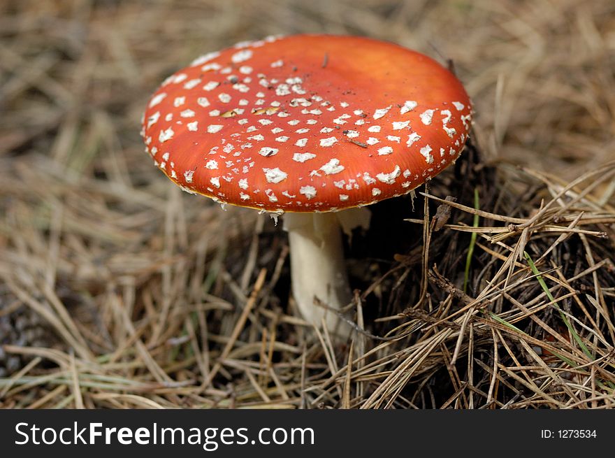 Red edible fungus fly-agaric