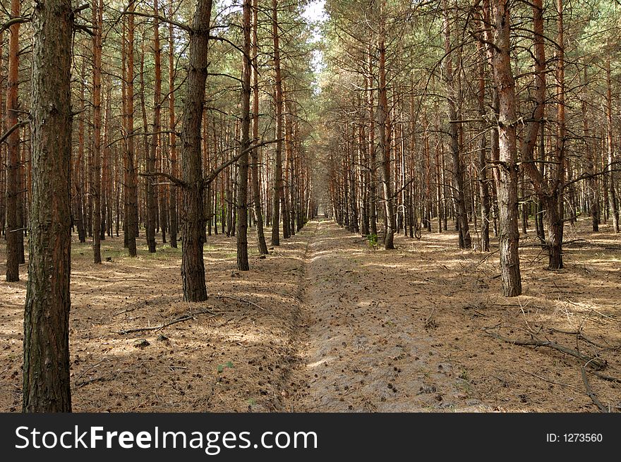 Cutting in a pine forest. Cutting in a pine forest