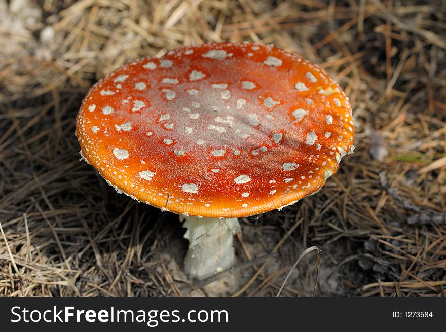Red edible fungus fly-agaric