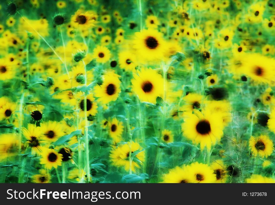 Field meadow of sunflowers blowing in breeze. Field meadow of sunflowers blowing in breeze