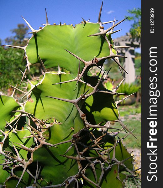 Thorny Cactus 1