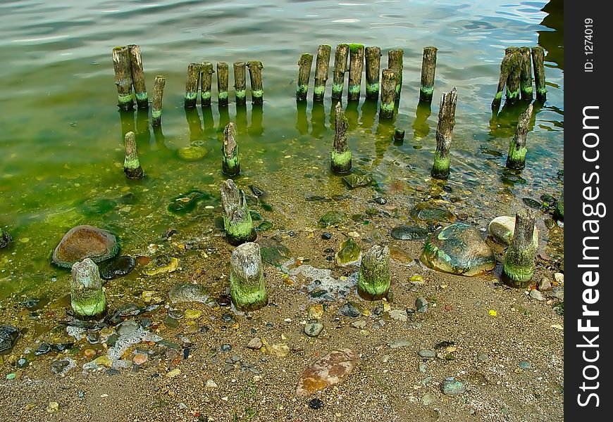 Old wooden piles in the river