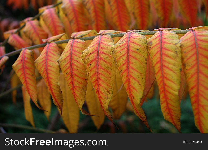 Red And Yellow Leaves