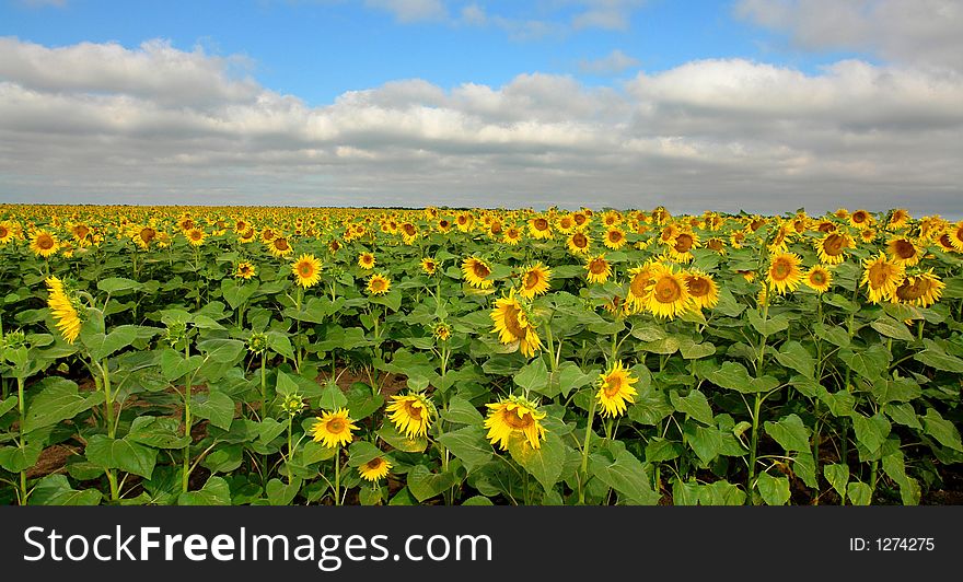 Field of sunflowers in sunny day. Field of sunflowers in sunny day