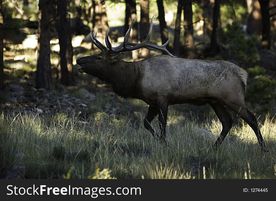 Very large bachelor bull elk in Rocky Mountain National Park in late September. Very large bachelor bull elk in Rocky Mountain National Park in late September