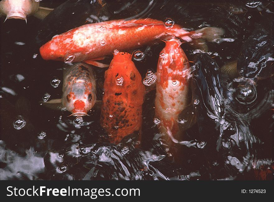 Feeding time for Japanese Koi