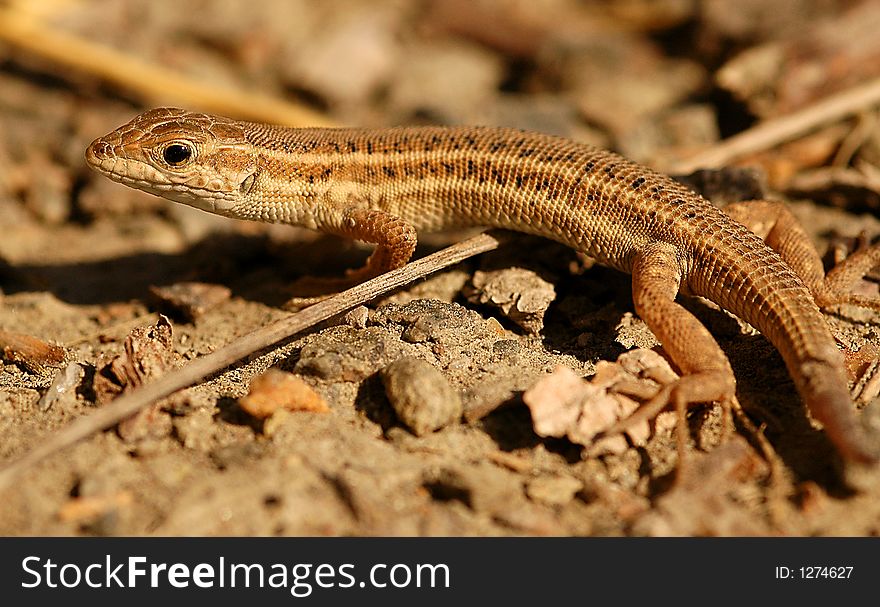 Close up on lizard at the wild