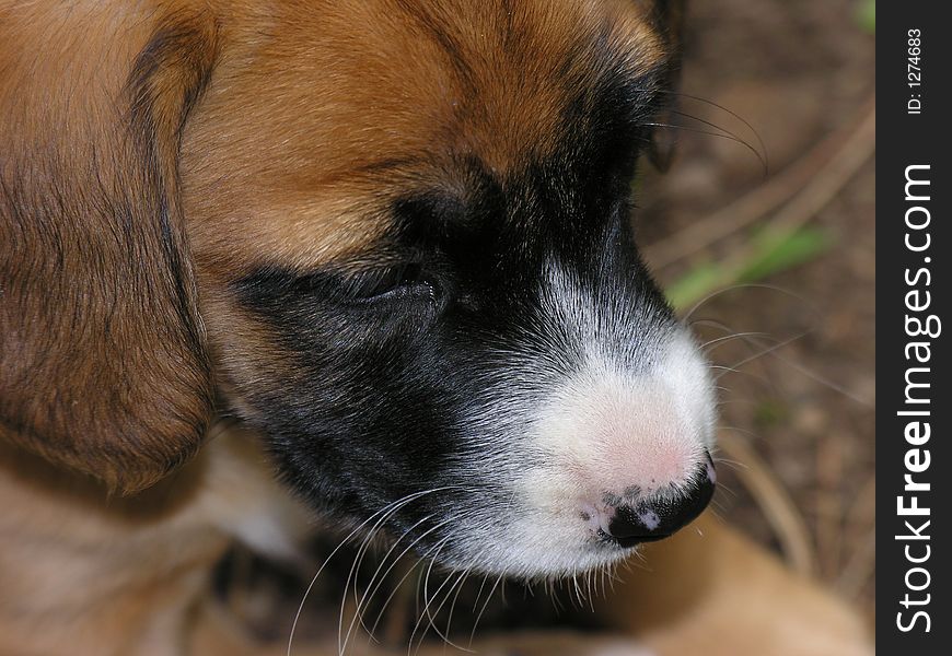 Little puppy with mask like face fur. Little puppy with mask like face fur