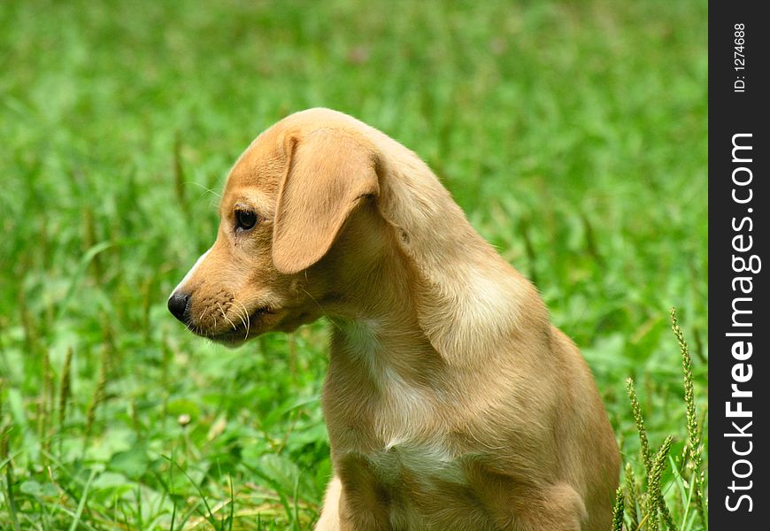 Little puppy in a green grass. Little puppy in a green grass