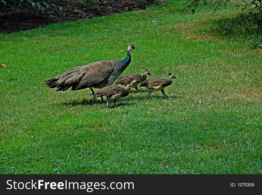 Peacock caring for its' chicks in a park. Peacock caring for its' chicks in a park