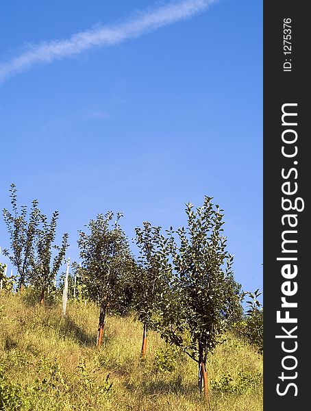 Orchard with small apple trees