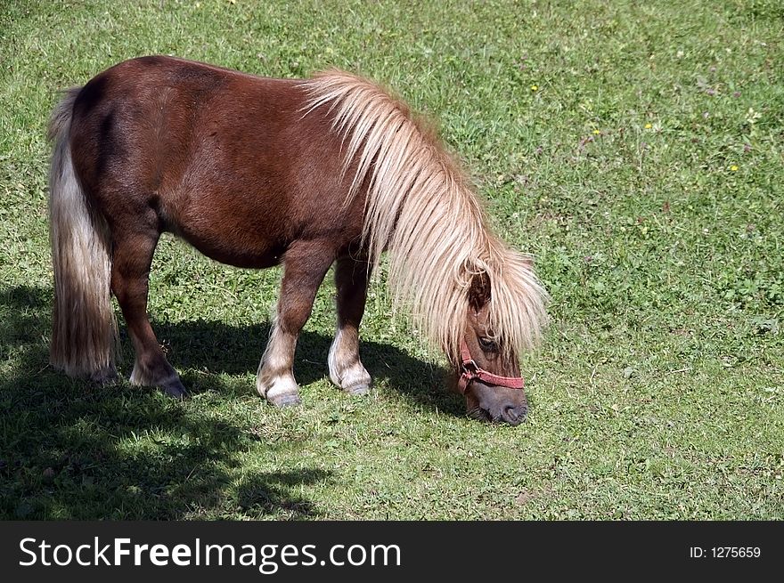 Grazing pony on a green grass in the Alps. Grazing pony on a green grass in the Alps