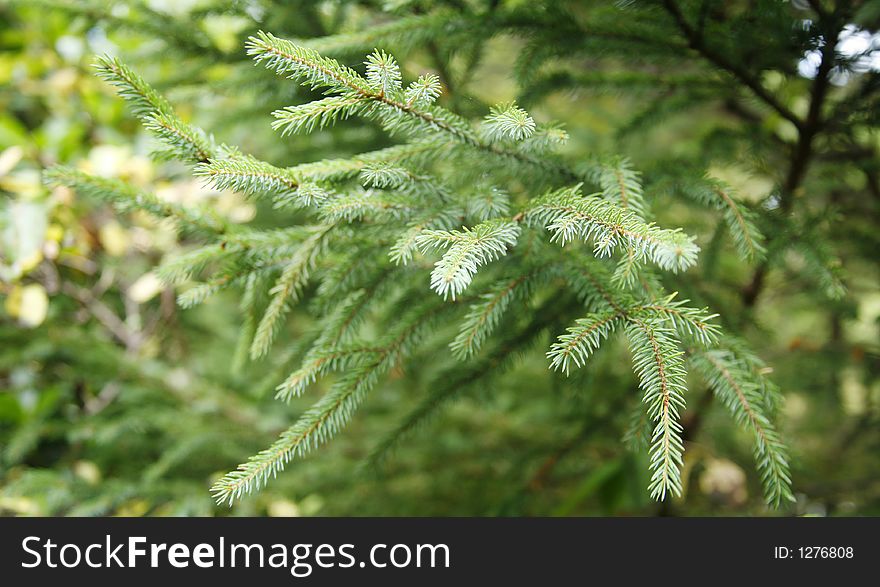 Closeup of a tree in a park