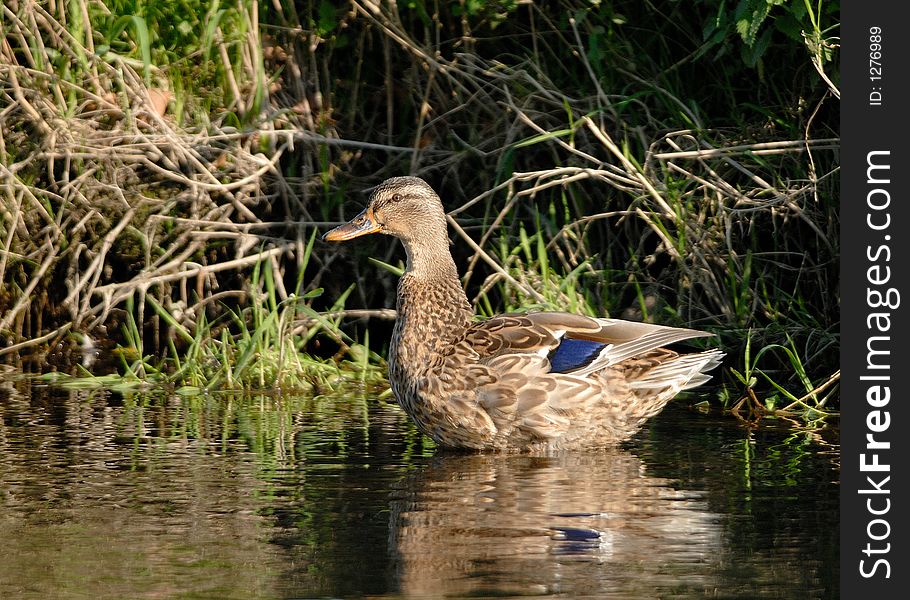The femal Wild Duck (Mallard) -. The femal Wild Duck (Mallard) -