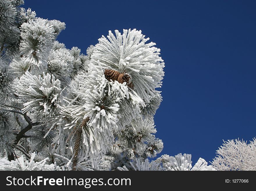 Pine coned covered in hoar frost. Pine coned covered in hoar frost