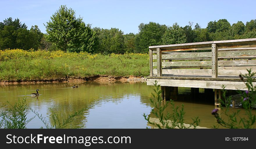 Geese and bridge