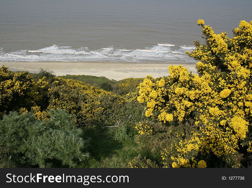 Coastal scene of gorse growing on the cliff edge