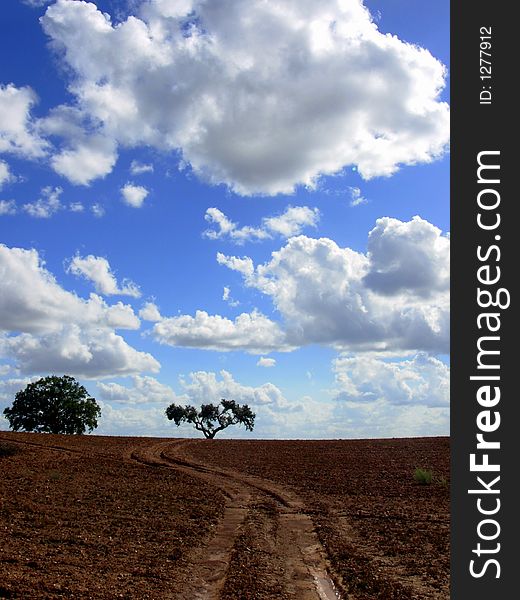 Solitary trees in the landscape of the Alentejo region.